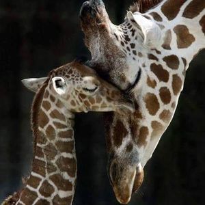 Meet your Posher, Shelia